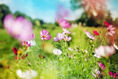 Blumige Düfte