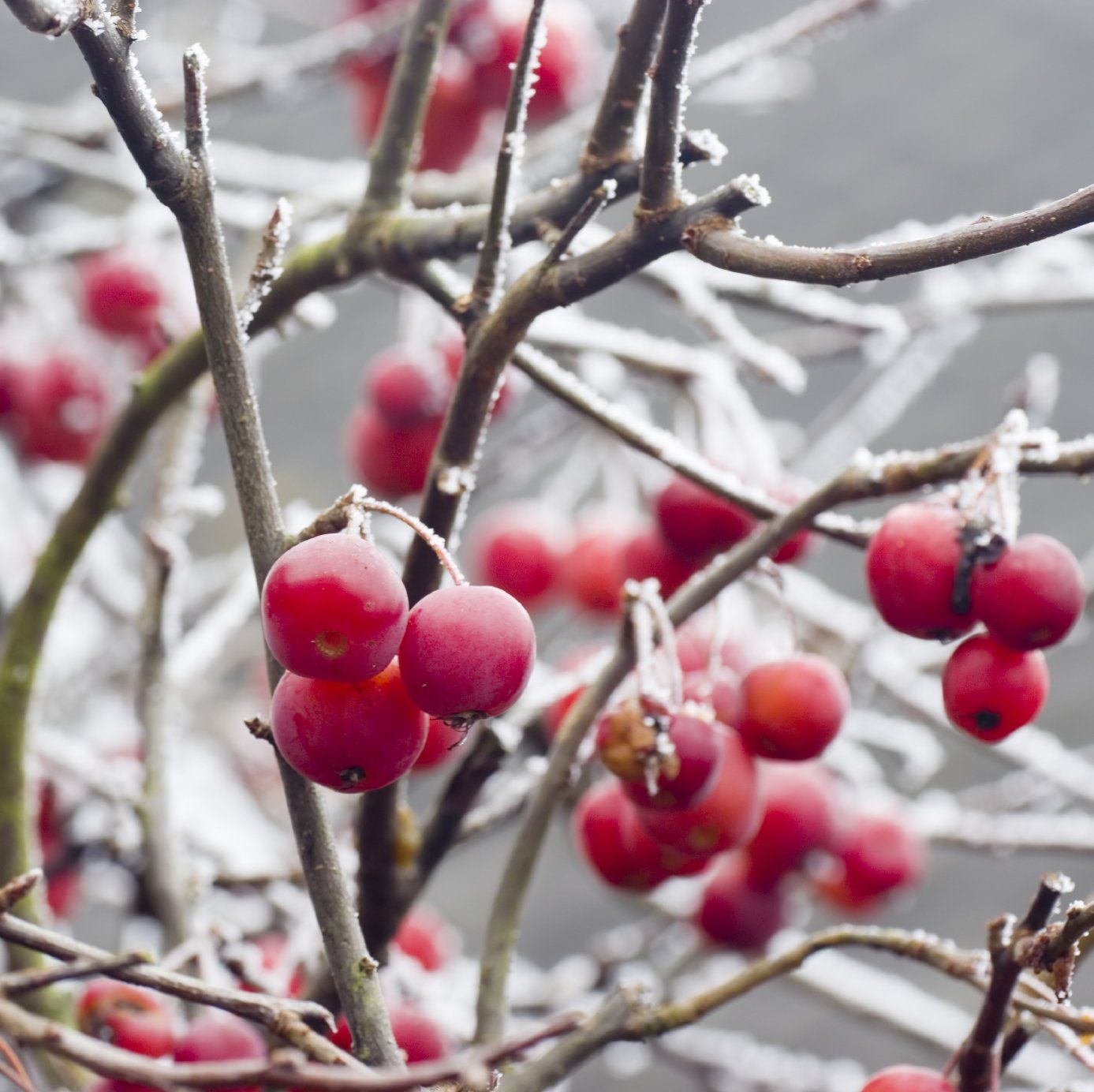 Pink Berry sweet - Duftkerze Baumwolldocht