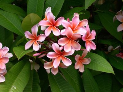 Frangipani Duftkerze Black Beauty Baumwolldocht Frangipani Duftkerze Black Beauty Baumwolldocht