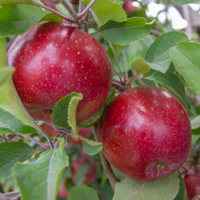 Red Rome Apple Tree - Bare Root - $32.00