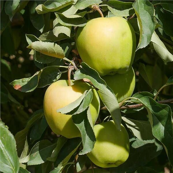 Yellow Delicious Apple Tree - Bare Root -$32.00