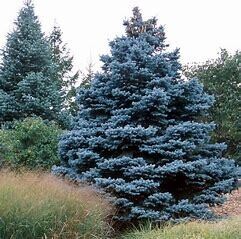 Colorado Blue Spruce Tree - Bare Root - $2.95