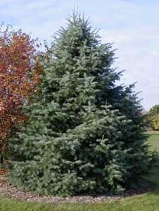 Concolor Fir Tree - Bare Root - $1.65