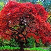 Flame Maple Tree - Bare Root - $3.00