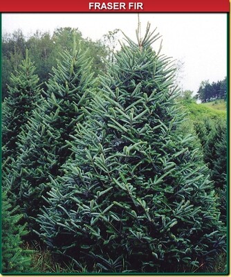 Fraser Fir Tree - 9-12