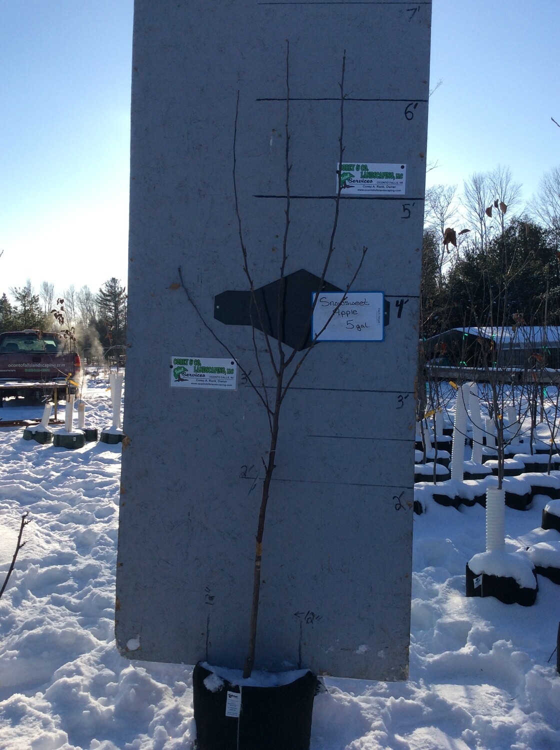 SnowSweet® Apple Tree - Potted 5 Gal. $45.00