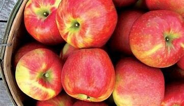 Honeycrisp Apple Tree - Bare Root - $32.00