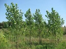 Hybrid Poplar Tree - Bare Root - $2.95
