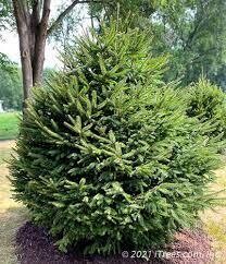 Norway Spruce Transplants - 18-24" Bare Root - 10 Pack $30.00