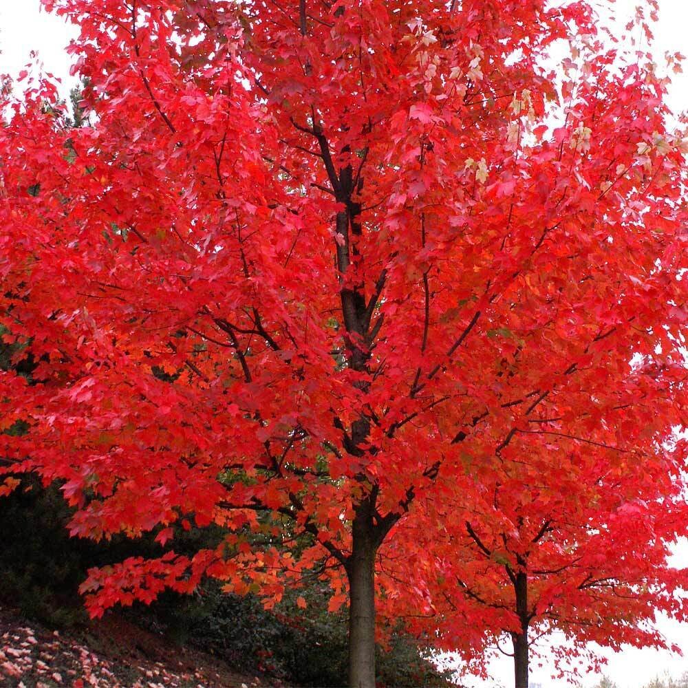Autumn Blaze® Maple Tree -7ft+ Bare Root-$40.00