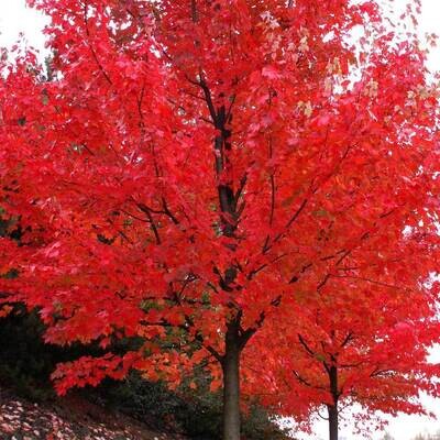 Autumn Blaze® Maple Tree -7ft+ Bare Root-$40.00