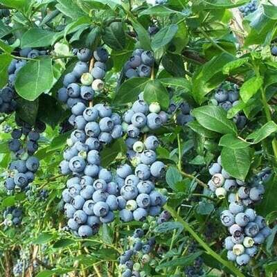 Jersey Blueberry Bush - Potted 1Gal. $23.00
