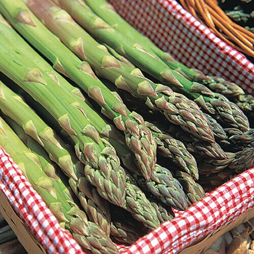 Jersey Giant Asparagus-Bare Root Bundle $12.00