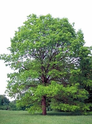 White Oak Tree - 3'-4' Potted-3 Gal.-$29.00