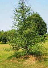 American Larch 6-12