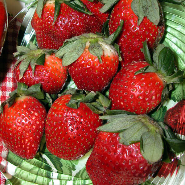 Strawberries, Ozark Beauty Ever-bearer Bare Root Bundle $6.00