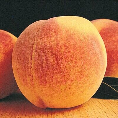 Reliance Peach Tree - Bare Root-$32.00