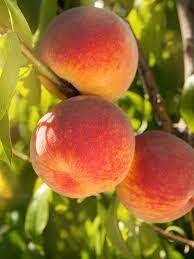 Intrepid Peach Tree - Bare Root - $32.00