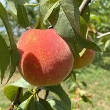 Harvester Peach Tree - Bare Root - $32.00