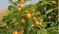 Fall Gold Everbearing Raspberry - Potted 1 Gal.-$23.00