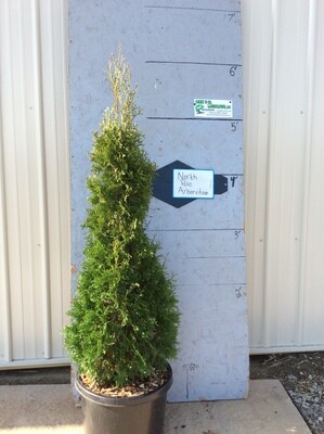 North Pole Arborvitae-Potted -4ft+ - $69.00