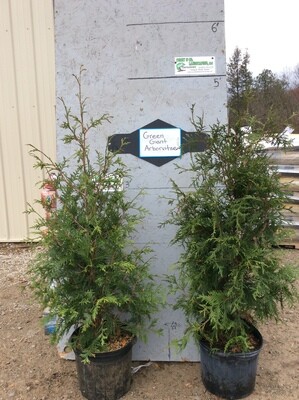 Green Giant Arborvitae-POTTED -4ft- $49.00