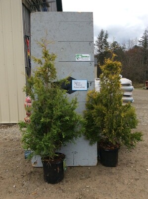 Yellow Ribbon Arborvitae-POTTED - 4ft + - $69.00