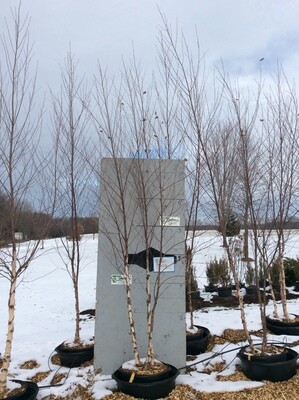 Heritage River Birch Tree (Clump) POTTED -7ft+ $95.00