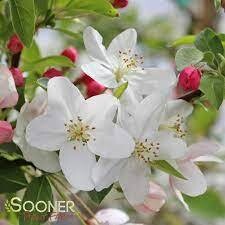 Crabapple, Sugar Tyme® - Potted 5 gal. - Each $45.00