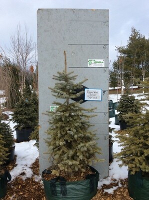 Colorado Blue Spruce Tree POTTED-15 Gal.- $100.00