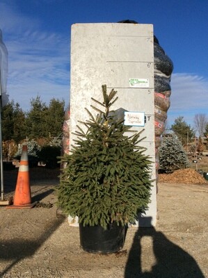 Norway Spruce Tree POTTED-4'- $160.00