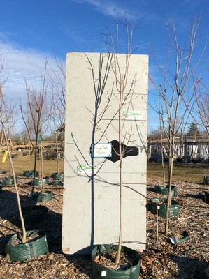 Royal Red Maple Tree POTTED- 7ft+ - $145.00