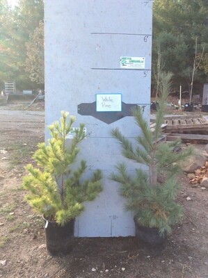 White Pine POTTED Tree -3-4ft + - $49.00