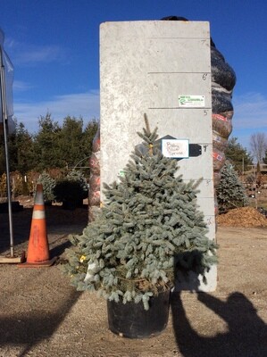Baby Blue Spruce Tree POTTED-10 Gal.- $225.00