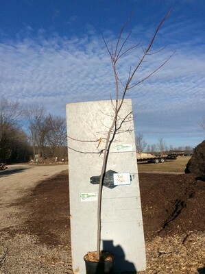 Red Maple Tree (Native) POTTED- 7ft+ - $69.00