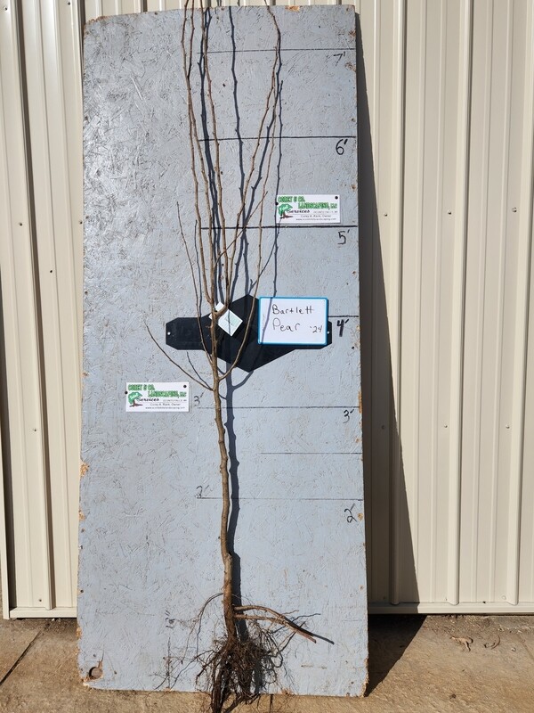 Bartlett Pear Tree -  11/16" Bare Root - $35.00