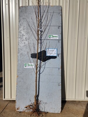 Contender Peach Tree - Bare Root - 1