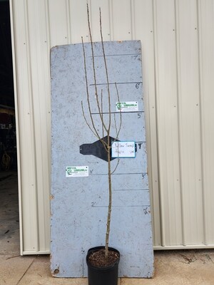 Yellow Transparent Apple Tree-Potted 5 Gal. $55.00