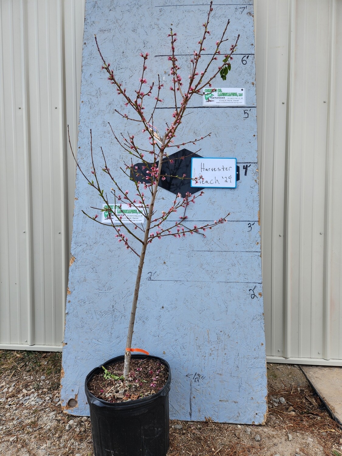 Harvester Peach Tree - Potted 7 Gal - $48.00