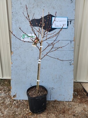 Reliance Peach Tree - Potted 3 Gal - $45.00