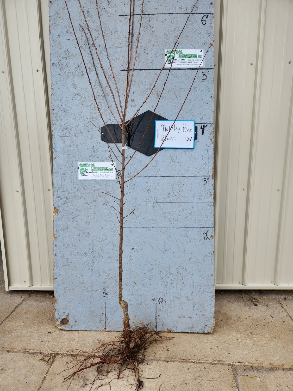 Methley Plum Tree - 11/16