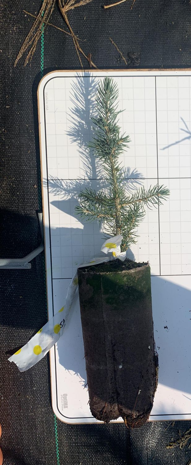 Norway Spruce Plug - 12-18" - $3.95 EACH