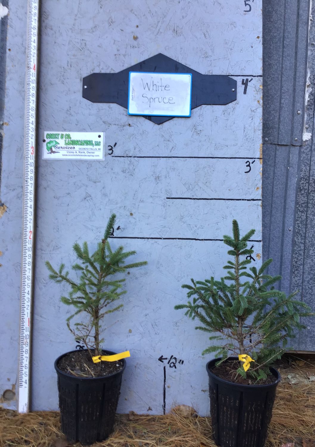 White Spruce - POTTED - $6.00 EACH