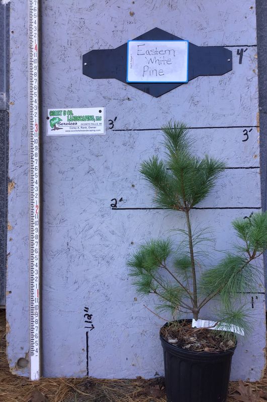 White Pine POTTED Tree 2-3ft  $8.00