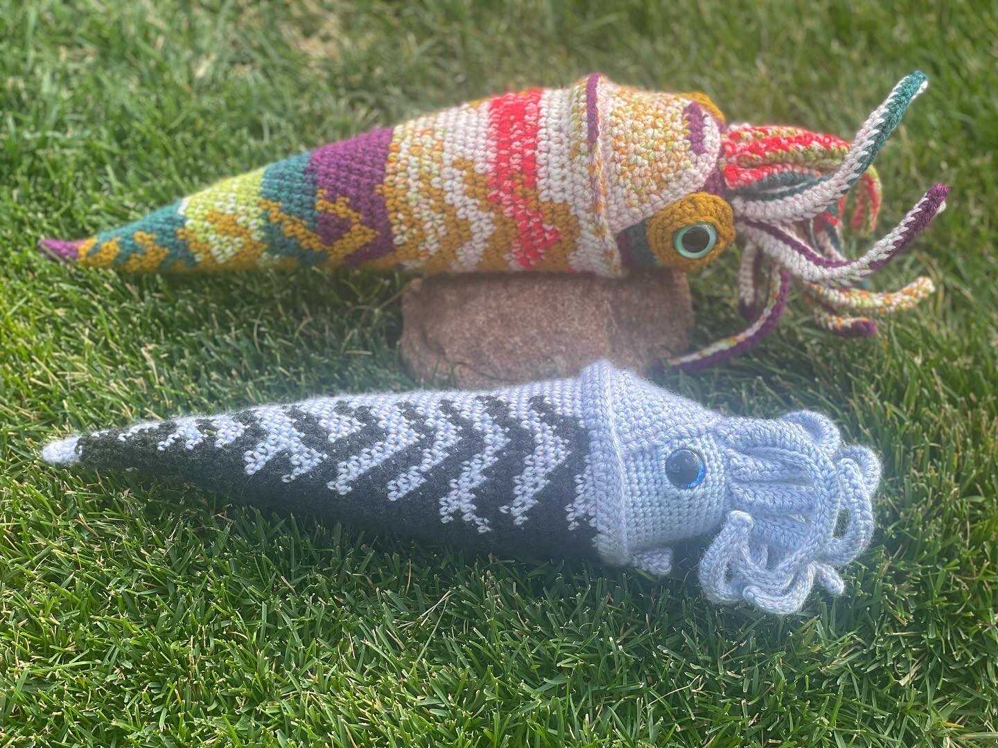 Cameroceras Nautilus