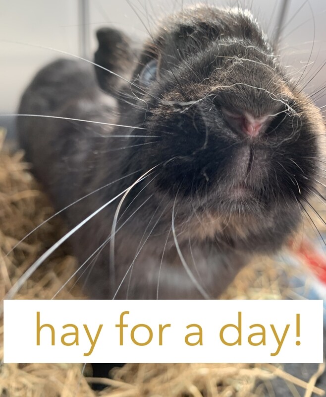 hay for a day!