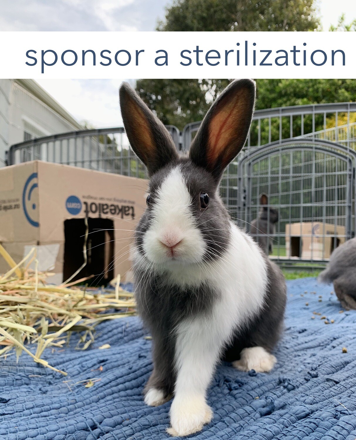 Sponsor a sterilization