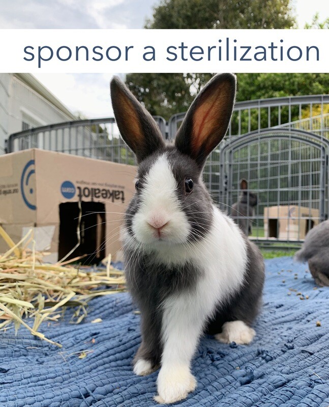 Sponsor a sterilization