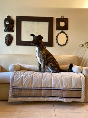 Couch Protector