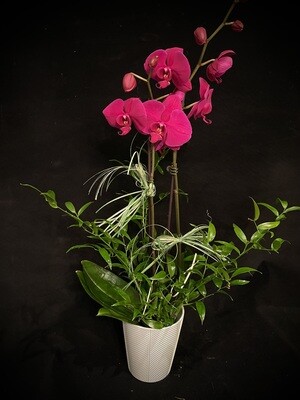 Orchidée mauve